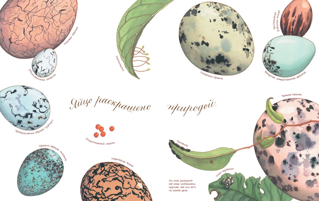 "Egg loves silence": where do animals come from?