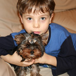 Care of the dog. How to attract a child? Care of the dog. How to attract a child?