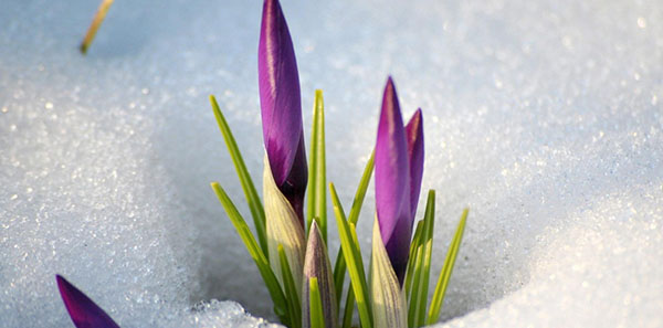 Riddles about the spring with answers