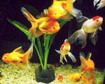 Adaptation of fish in a new aquarium Adaptation of fish in a new aquarium