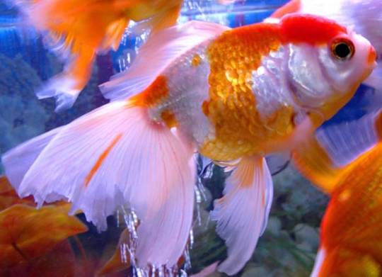 Adaptation of fish in a new aquarium