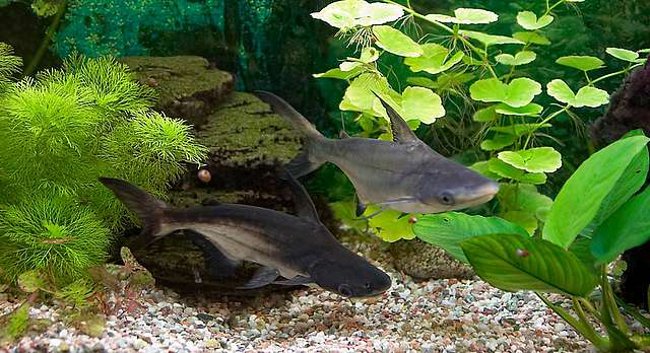 Shark catfish: a mini-shark in your aquarium