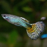 Aquarium fish guppies Aquarium fish guppies