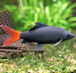 Aquarium fishes: Labeo Aquarium fishes: Labeo