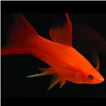 Aquarium fish swords Aquarium fish swords