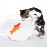 Aquarium quarantine