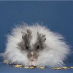 Angora hamster Angora hamster