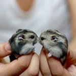 Pregnancy of hamsters Pregnancy of hamsters