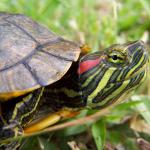 Diseases of the red-bellied turtles: the main symptoms Diseases of the red-bellied turtles: the main symptoms