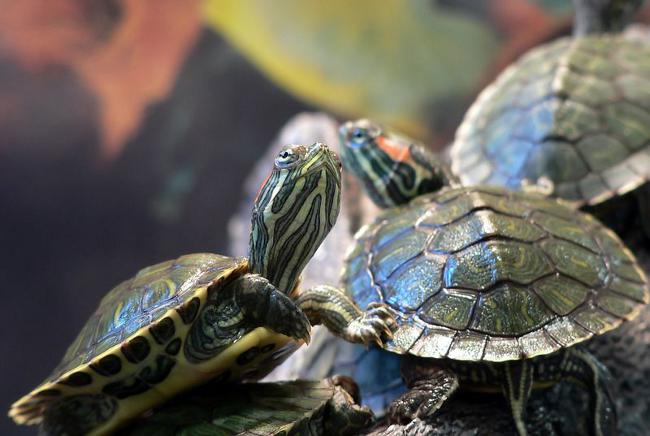 Diseases of the red-bellied turtles: the main symptoms