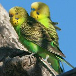 Diseases of undulating parrots Diseases of undulating parrots