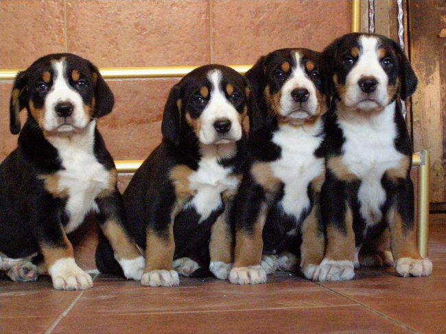 Great Swiss Mountain Dog