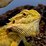 Bearded agama in your terrarium Bearded agama in your terrarium
