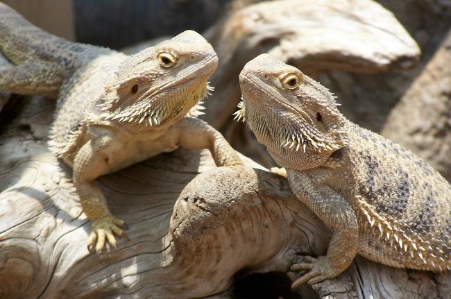 Bearded agama in your terrarium
