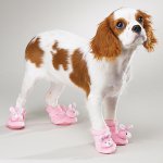Boots for dogs: a new whim of the owners? Boots for dogs: a new whim of the owners?