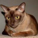 Burmese cat Burmese cat