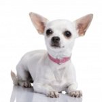 What to Feed Chihuahua What to Feed Chihuahua