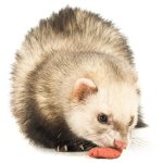 What to feed the ferret?