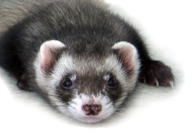 What to feed the ferret?