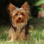 What to feed the Yorkshire terrier? What to feed the Yorkshire terrier?