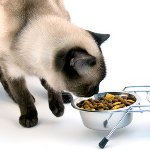 What to feed a castrated cat What to feed a castrated cat