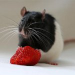 How to Feed a Rat How to Feed a Rat