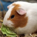 What to feed guinea pig What to feed guinea pig