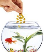 Than to feed fishes Than to feed fishes