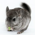 What to feed the chinchilla What to feed the chinchilla