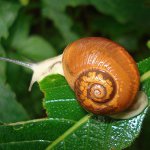 What to feed snails What to feed snails