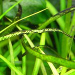 Black beard in the aquarium