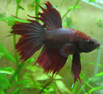What is "fin rot" and how to deal with it? What is "fin rot" and how to deal with it?