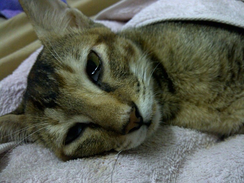 Cat's cage