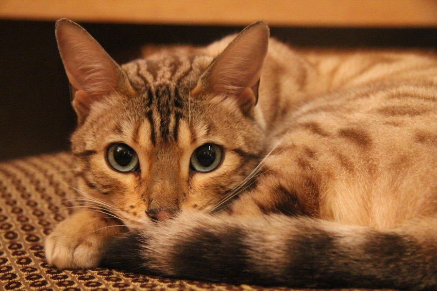 Cat's cage