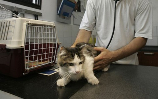 Cat's cage