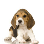 Chumka in dogs