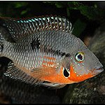 Cichlids in the aquarium Cichlids in the aquarium