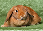 Decorative rabbits Decorative rabbits