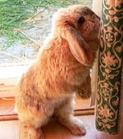 Decorative rabbit Decorative rabbit