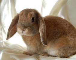 Decorative rabbit Decorative rabbit