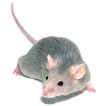 Decorative Mouse: Maintenance and Care Decorative Mouse: Maintenance and Care