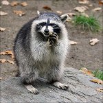 Home Raccoons Home Raccoons