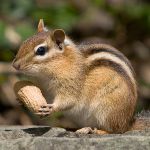 Home chipmunk Home chipmunk