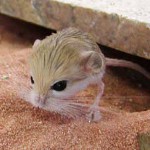 Home jerboa: maintenance and care Home jerboa: maintenance and care