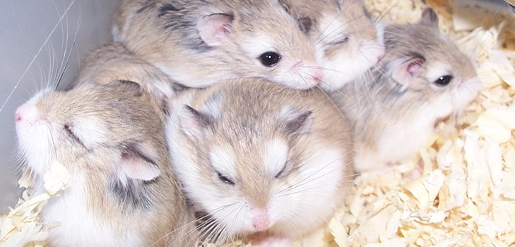 hamsters jungar photos