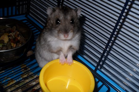 cages for jungar hamsters photo