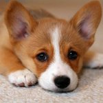 Eczema in dogs Eczema in dogs