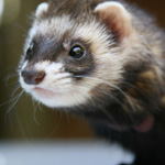 Exotic pets Exotic pets