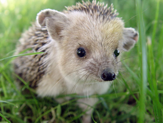 Hedgehog eared at home