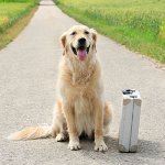 Where to leave the dog on holiday? Where to leave the dog on holiday?